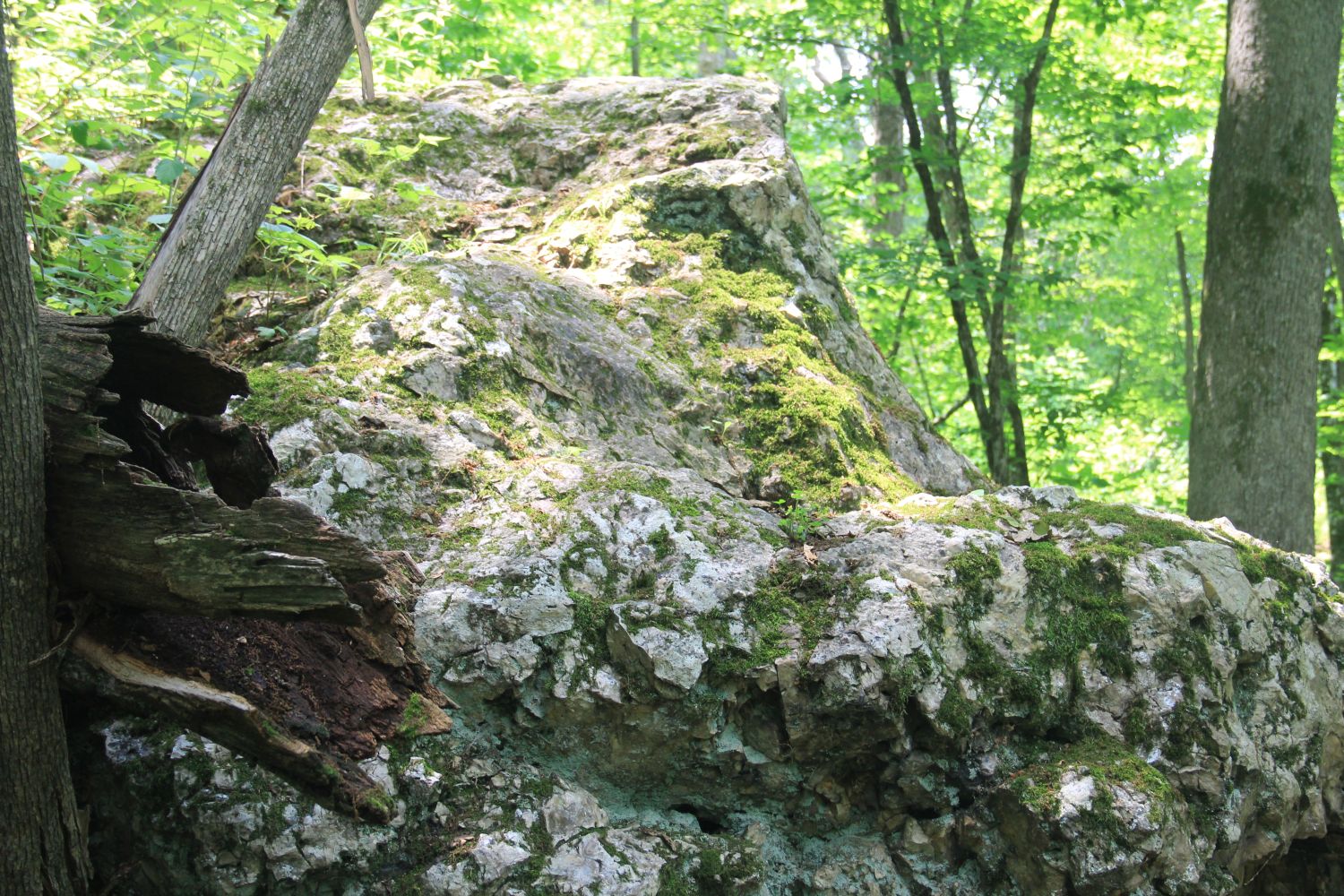 Bluemond SP Flint Rock Trail 